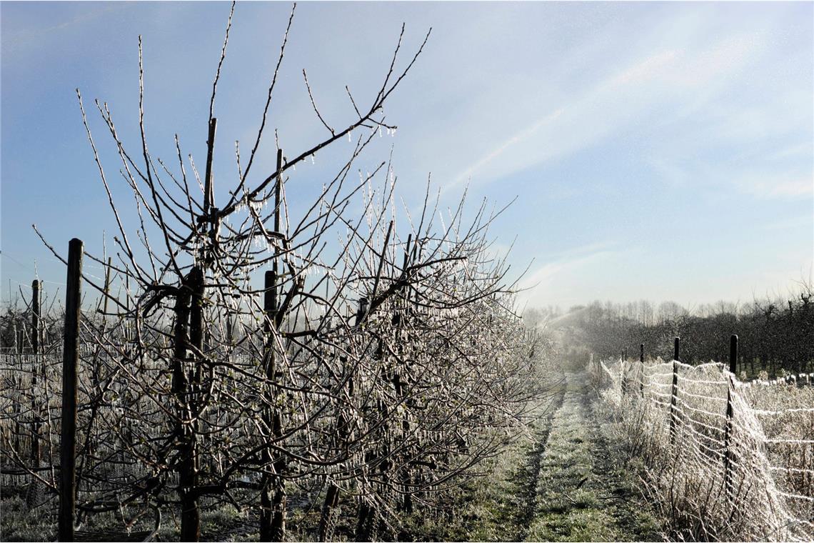 So können die Eisheiligen zuschlagen: Frostiger Apfelanbau im Alten Land rund um Hamburg.