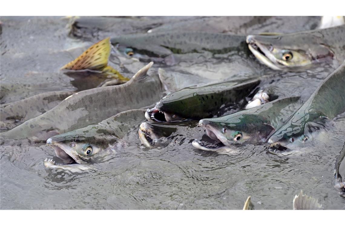 So leben Lachse in Freiheit: Buckellachse (Oncorhynchus gorbuscha) schwimmen dicht gedrängt einen Fluss im Prince William Sound in Alaska hoch.