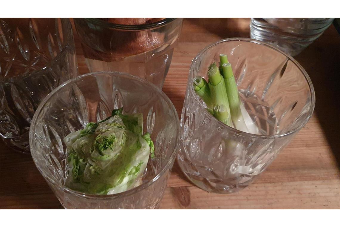 So sahen Salat und Frühlingszwiebeln nach einem Tag im Wasserglas aus.