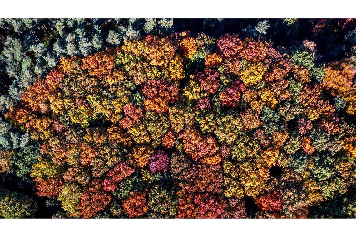 So schön ist der Herbst: bunt leuchten die Blätter der Bäume in einem Mischwald. Das Foto wurde mit einer Drohne aus der Luft gemacht.