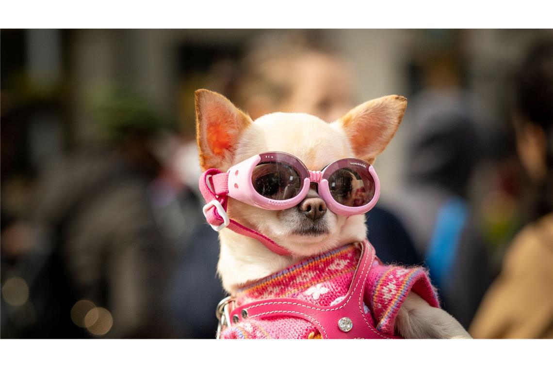 Sonnenfinsternis, aber mit Stil: Modebewusst und sicher verfolgt ein Hund in New York das Naturspektakel.