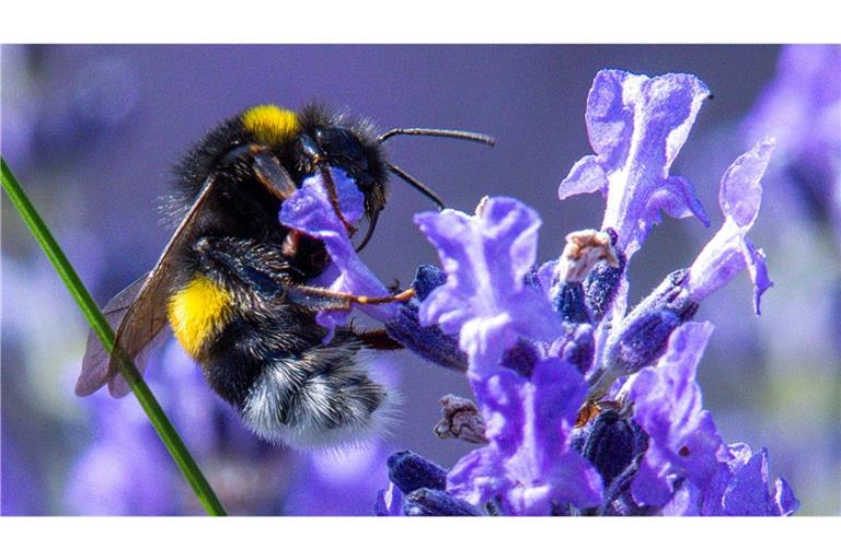 Sonnig und mit Temperaturen um die 25 Grad zeigt sich das Sommerwetter in Norddeutschland von seiner schönen Seite. Eine Hummel sammelt Nektar in einer Lavendelpflanze.