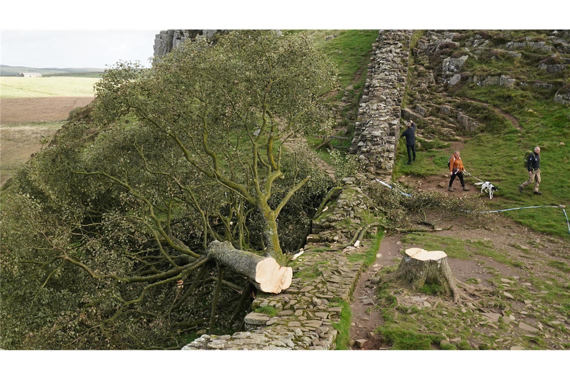 Spaziergänger gehen im September 2023 am illegal gefällten Berg-Ahorn-Baum ("Sycamore Tree") am Hadrianswall in Northumberland vorbei.