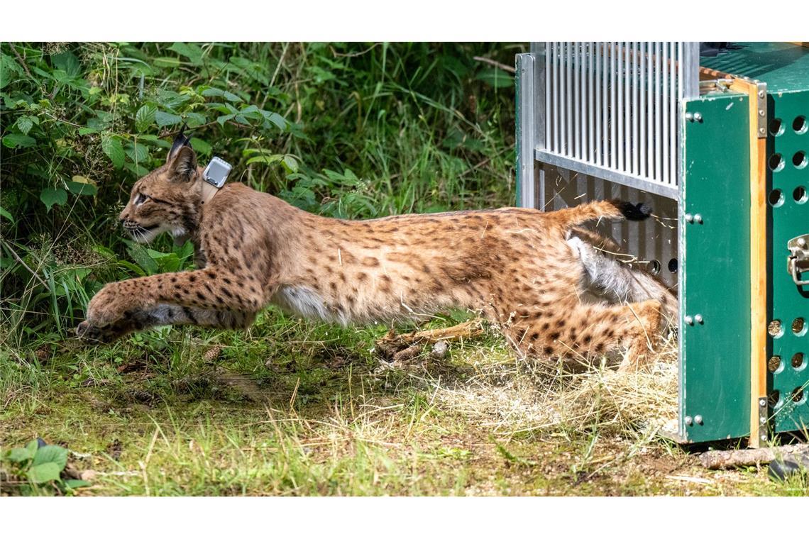 Sprung in die Freiheit: Das Luchsmännchen Anton schießt bei seiner Auswilderung im Forst bei Eibenstock in Sachsen wie ein flauschiger Blitz aus der Transportbox in den Wald, und mit dieser Auswilderung wurde das Programm zur Wiederansiedlung des gefährdeten Karpatenluchs-Kuders für dieses Jahr erfolgreich abgeschlossen.