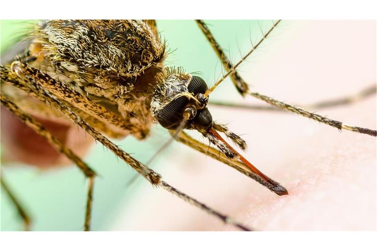 Stechmücke sitzt beim Blut-Schmaus auf menschlicher Haut: Mit einer hochauflösenden Kamera aufgenommen, sehen die das West-Nil-Virus übertragende Stechmücken noch bedrohlicher aus.