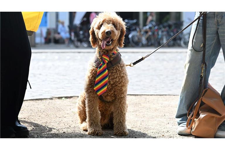 Stolz zeigt Hund "Ball" seine Regenbogen-Krawatte auf dem Christopher Street Day in Bremen.