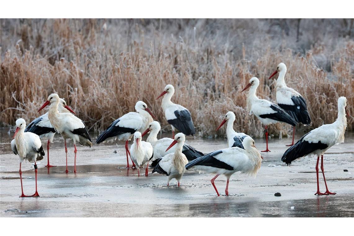 Storks on the rocks: Ob diese "Klapperstörche" an einem vereisten Gewässer am Südrand der Schwäbischen Alb jetzt wohl vor Kälte klappern?