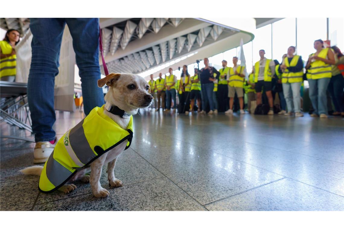 Streikhund Minthi beim Streik bei Lufthansa-Tochter Discover Airlines