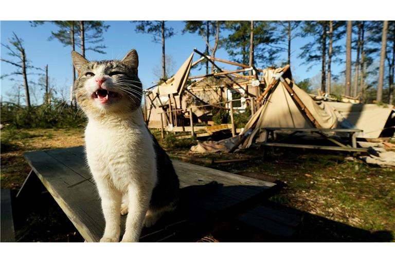 Stürme in den USA: Eine Katze sitzt vor einer zerstörten Hütte im Paradise Ranch RV Resort.