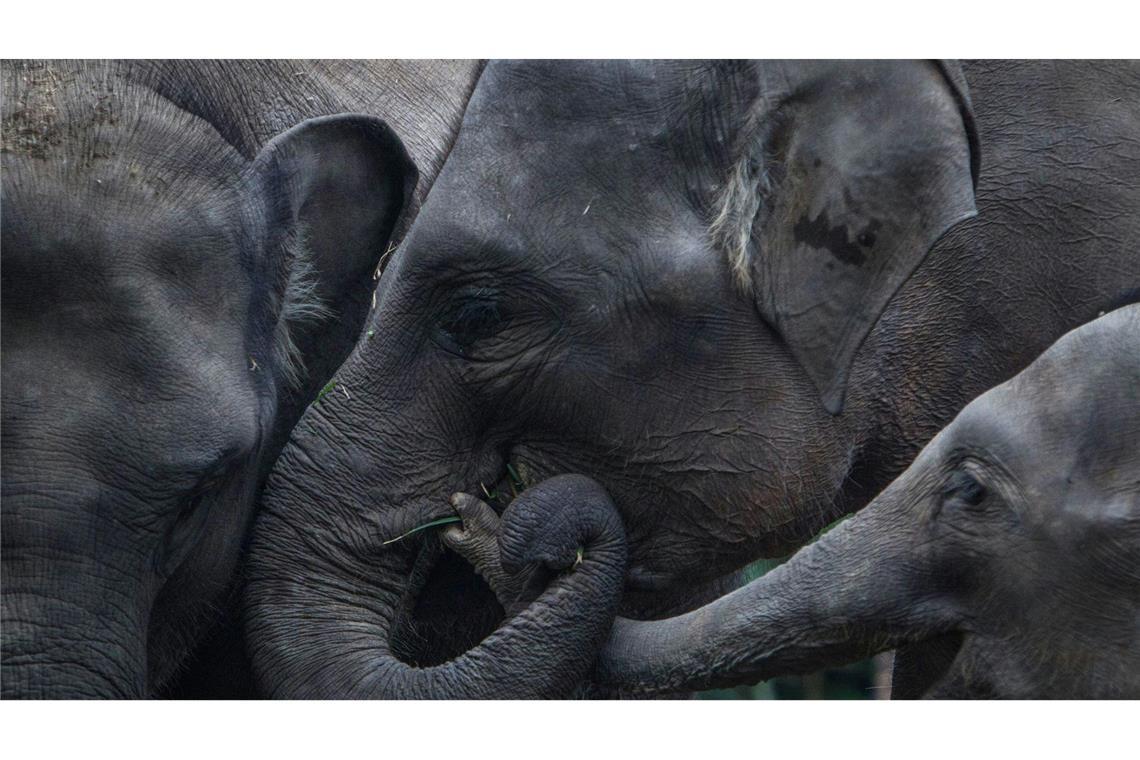 Sumatra-Elefanten: Eine Frau ist auf der indonesischen Insel Sumatra zu Tode getrampelt worden (Archivbild).