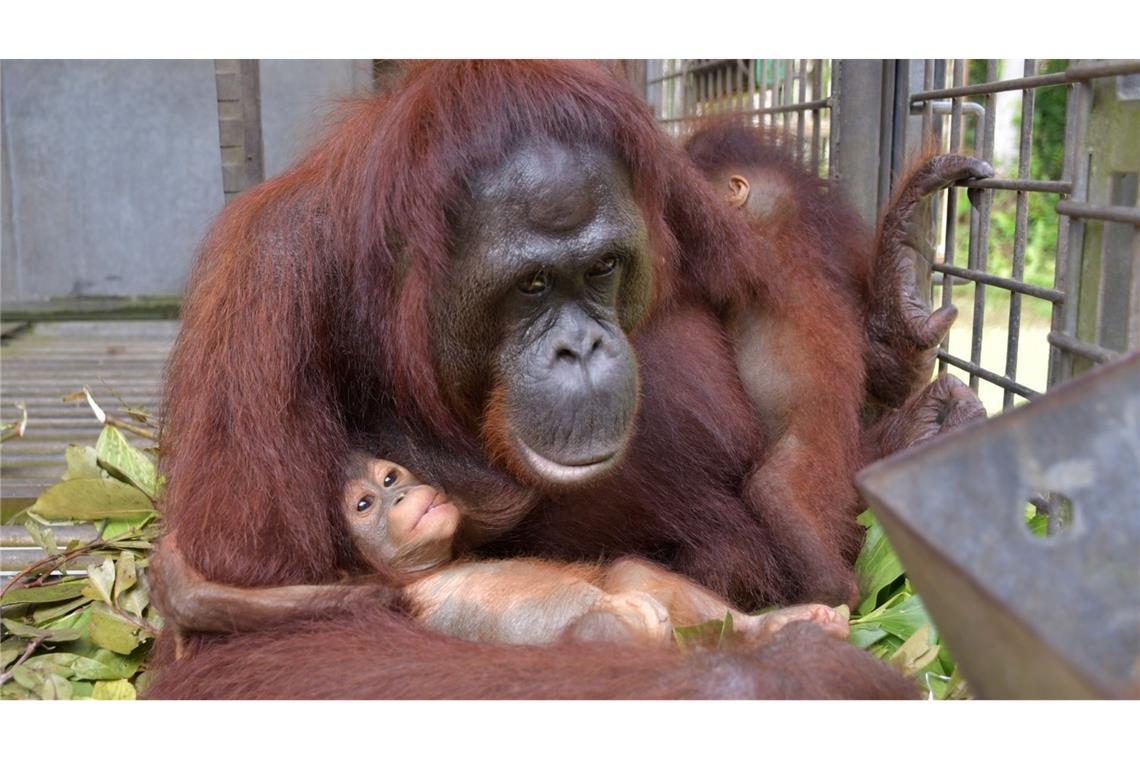 Supermama Du kümmert sich nun um zwei Kinder - und bekommt im Rettungszentrum Nyaru Menteng Unterstützung.