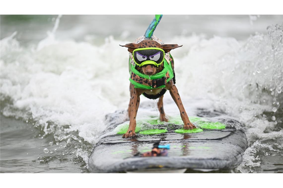 Surf's up - Hund Rusty reitet eine Welle bei den World Dog Surfing Championships vor Kalifornien