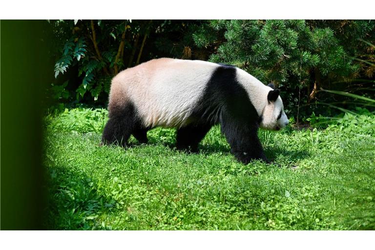 SYMBOLBILD Forscher von der Universität Tübingen haben einen Vorläufer vom Panda im Allgäu entdeckt