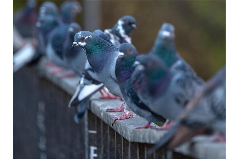 Tauben sitzen auf einem Brückengeländer. Foto: Monika Skolimowska/dpa-Zentralbild/dpa