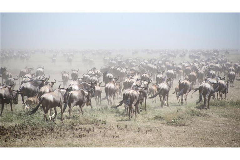 Tausende Gnus im Serengeti Park (Archivbild).