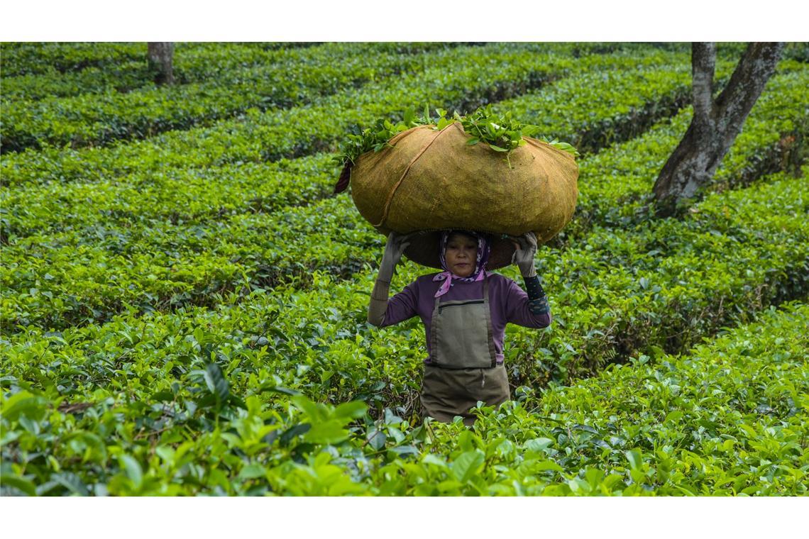 Tee-Ernte in Indonesien: Eine Frau trägt geerntete Teeblätter.