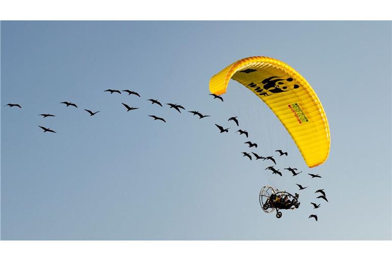 Teile der Strecke mussten die seltenen Vögel auch im Auto zurücklegen.