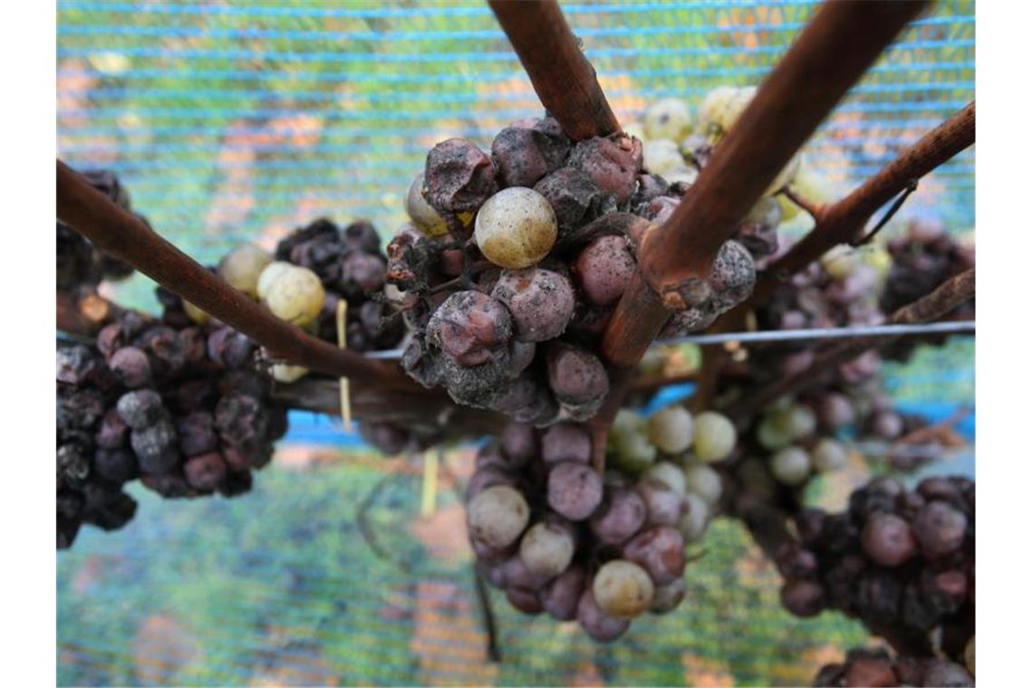 Viele Obst- und Weinbauern gegen Naturgefahren versichert Teilweise angefaulte Weintrauben hängen in einem Weinberg hinter blauen Schutznetzen. Foto: Karl-Josef Hildenbrand/dpa/Archivbild
