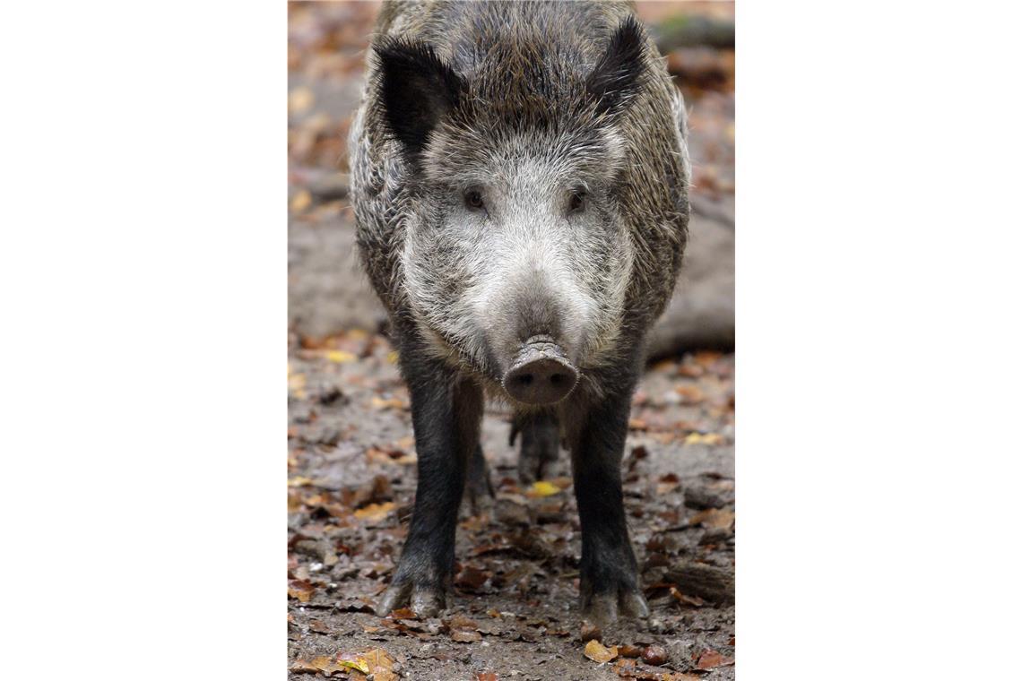 Tiere: Verhalten Sie sich ruhig, wenn sie größeren wild lebenden Tieren wie Wildschweinen begegnen. Geraten Sie nicht in Panik und reizen Sie die heimischen Bewohner nicht.