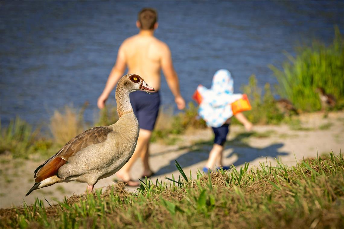 Tierische Gäste am Aichstrutsee.