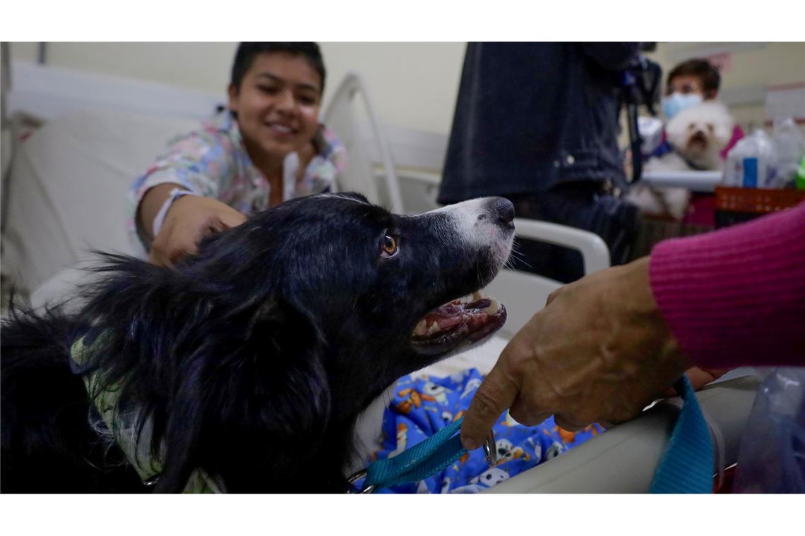 Tierische Helfer in Mexiko: Ein junger Patient streichelt einen Hund an seinem Krankenbett. Der besondere Besuch findet im Rahmen eines Therapieprozesses statt und soll den Kindern dabei helfen, "Angst und Stress abzubauen und die Behandlung besser zu akzeptieren", so die Leiterin des Kinderkrankenhauses in Mexiko.