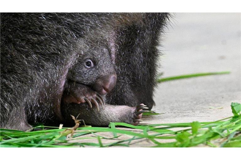 Tierischer Nachwuchs im Prager Zoo: Das junge Wombatweibchen Mersey hat sich aus dem Beutel seiner Mutter gewagt.