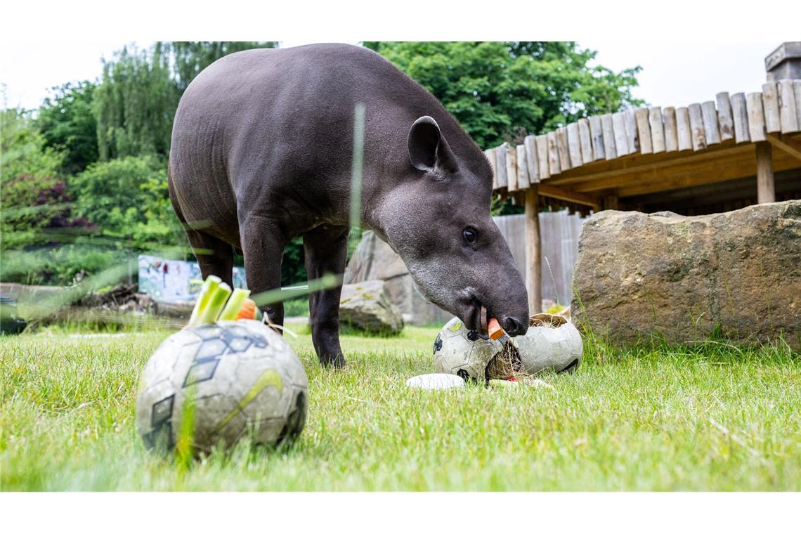 Tierisches Orakel: Noch übt Tapir Theo im Allwetterzoo in Münster mit neutralen Bällen. Doch mit Beginn der Fußball-EM wird er sich vor jedem Deutschlandspiel für einen Ball in den Nationalfarben der antretenden Teams entscheiden und so das Spielergebnis voraussagen.