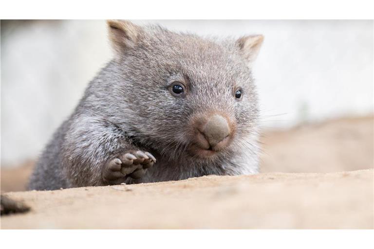 Tierschützer fürchten, dass das Wombat-Baby bei der Aktion verletzt wurde. (Symbolbild)