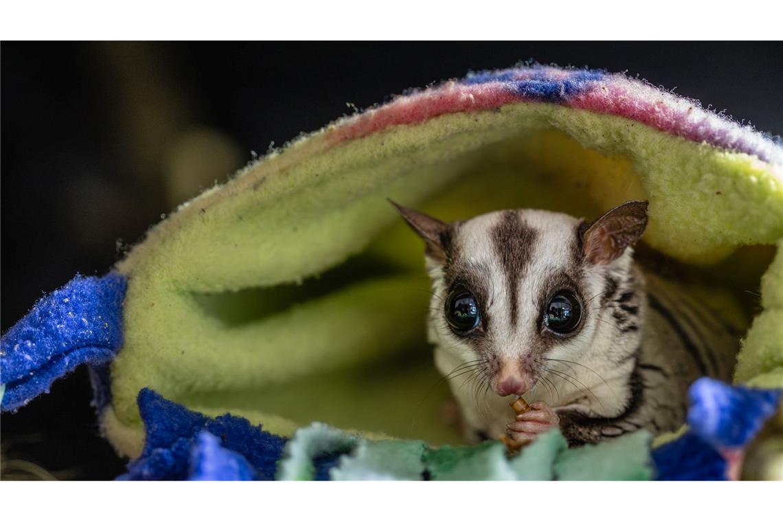 Tierschützer raten davon ab, Sugar Glider privat zu halten.