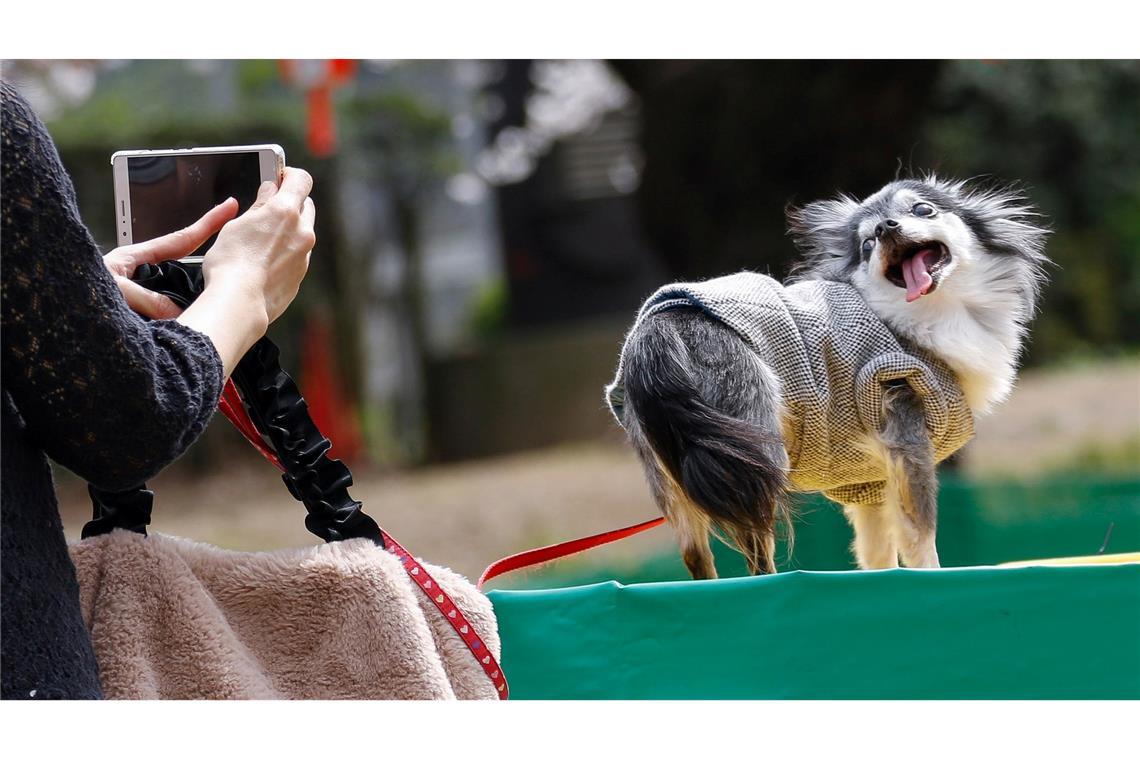 Tiervideos berühren das Herz - das kann missbraucht werden. (Symbolbild)