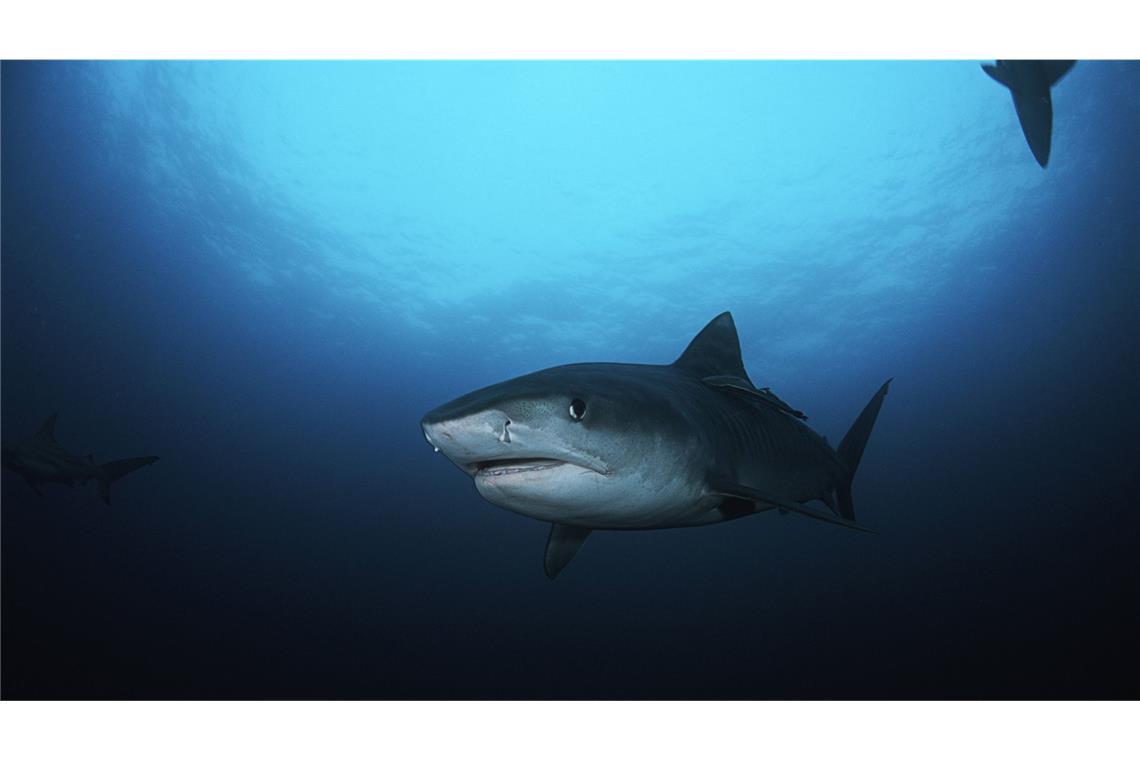 Tigerhaie kommen vor allem in tropischen und gemäßigten Gewässern vor, meist in kleinen Tiefen an der Küste. (Symbolbild)