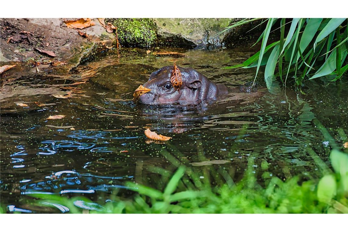 Toni konnte sich langsam an tieferes Wasser gewöhnen.