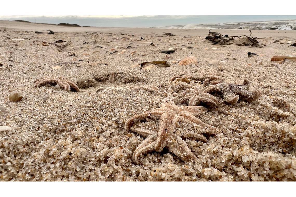 Tote Seesterne liegen am Strand zwischen den Orten Kampen und List auf Sylt.