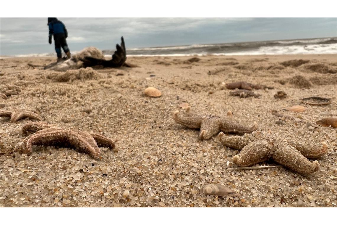 Tote Seesterne liegen am Strand zwischen den Orten Kampen und List auf Sylt.