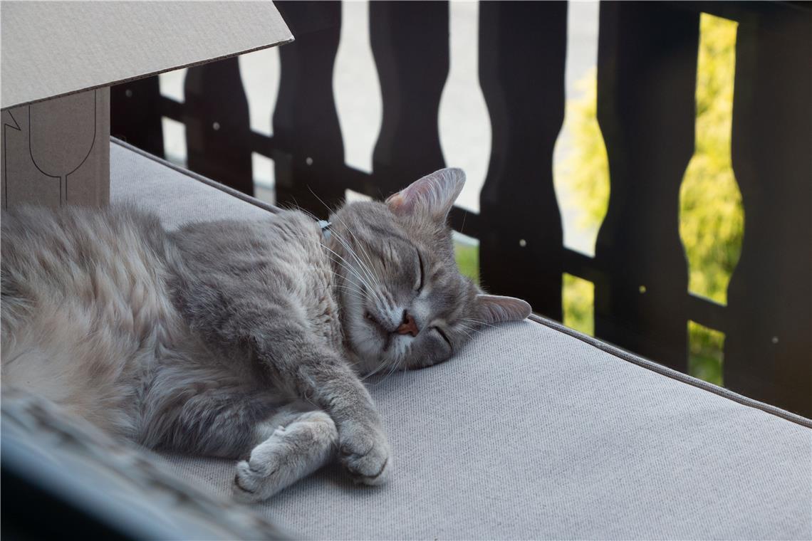 Über Kater Fitz sagt seine Besitzerin: „Wir haben uns lange überlegt, was wir Lu...