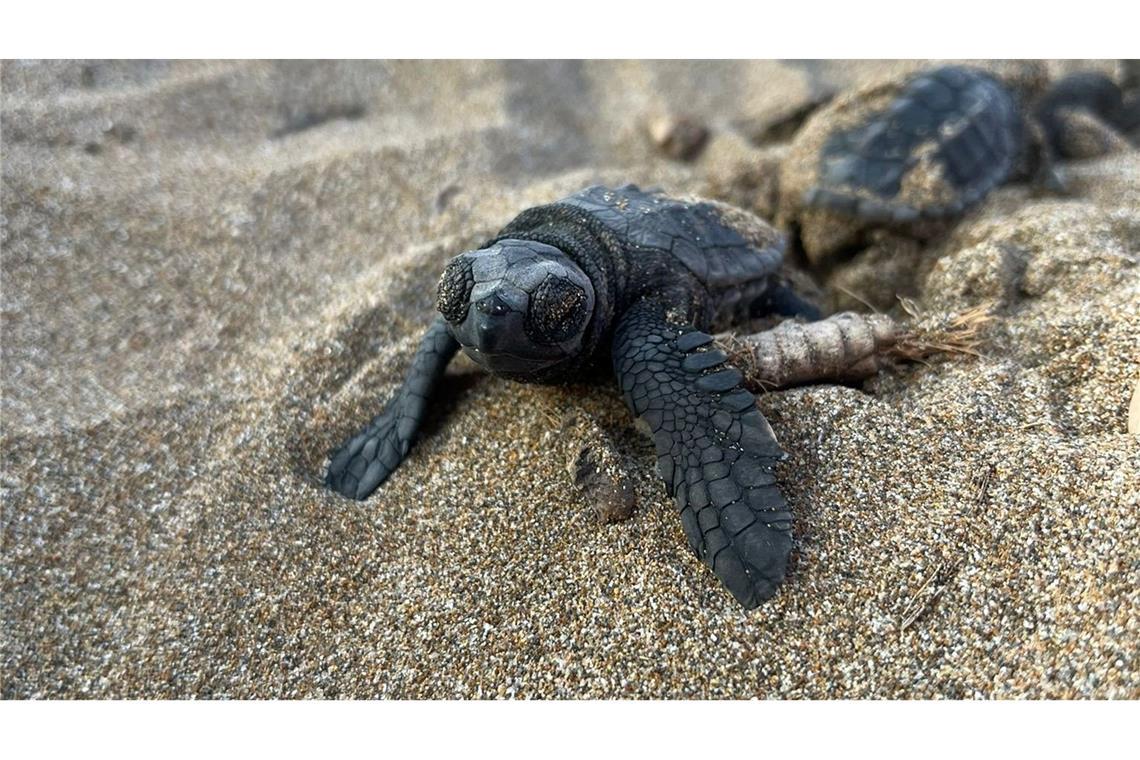 Unechte Karettschildkröten machen sich nach dem Schlüpfen auf den Weg zum Meer.