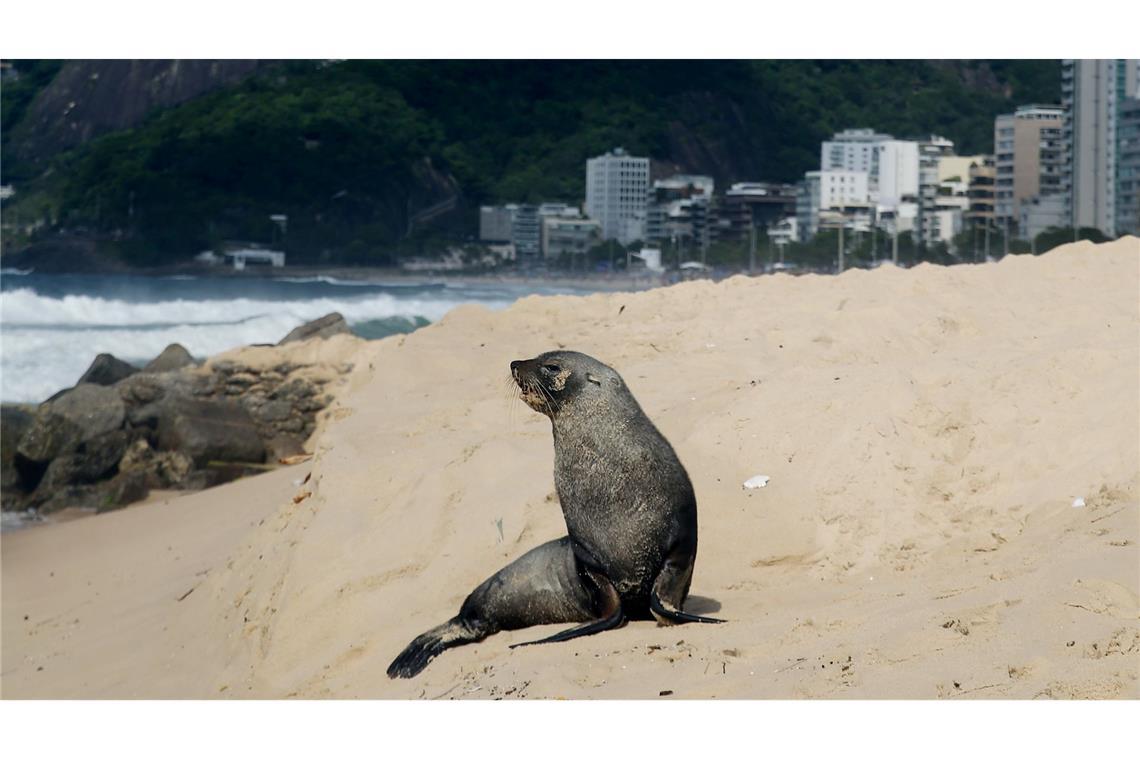 Ungewöhnlicher Besucher in Rio de Janeiro: ein Seebär sitzt am Strand von Ipanema.