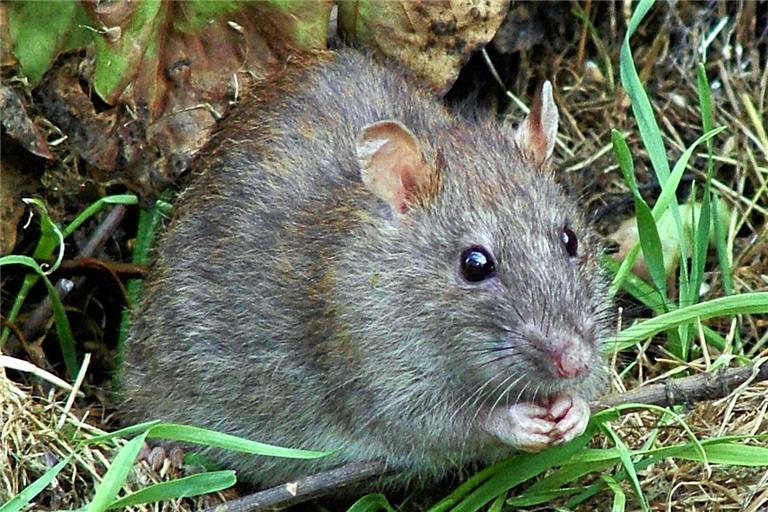 Ungewollte Gäste: Ratten sind auch in Backnang nicht gerne gesehen. Symbolfoto: Reg Mckenna/Wikimedia Commons 