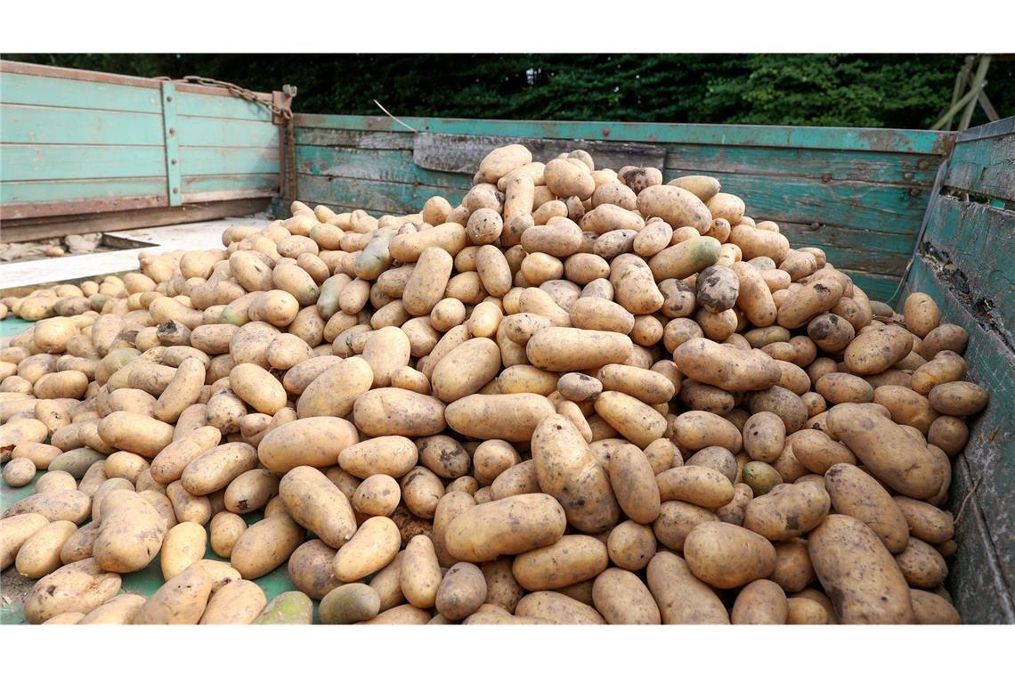 Ungünstige Witterungsbedingungen werden in diesem Jahr wohl für eine schlechte Ernte in Deutschland sorgen. (Symbolbild)