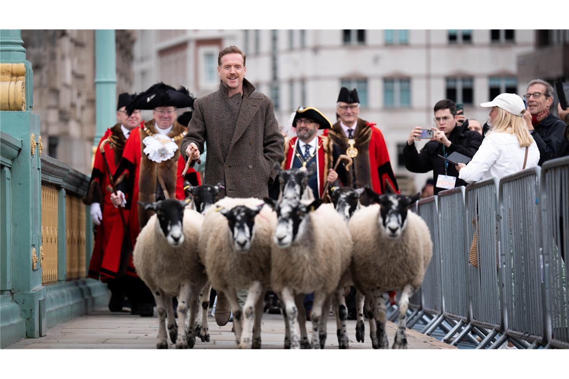 Unter Schafen in London: Damien Lewis treibt seine Schafe über die Southwark Bridge beim traditionellen London Sheep Drive.