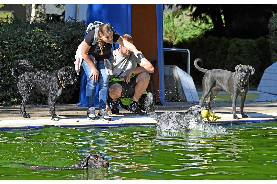 Verschiedenste Hunde paddeln im Wasser. Manche sind etwas zögerlich...Fotos: T. Sellmaier