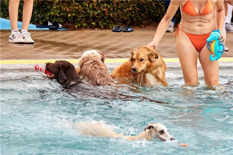 Viele Hunde freuen sich bei Hitze über ein Bad - manchmal ist das sogar in Schwimmbädern erlaubt.