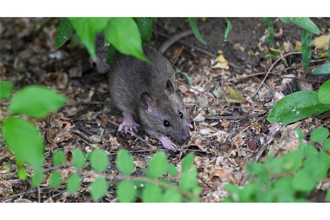 Viele Menschen haben Angst vor Ratten. (Archivbild)