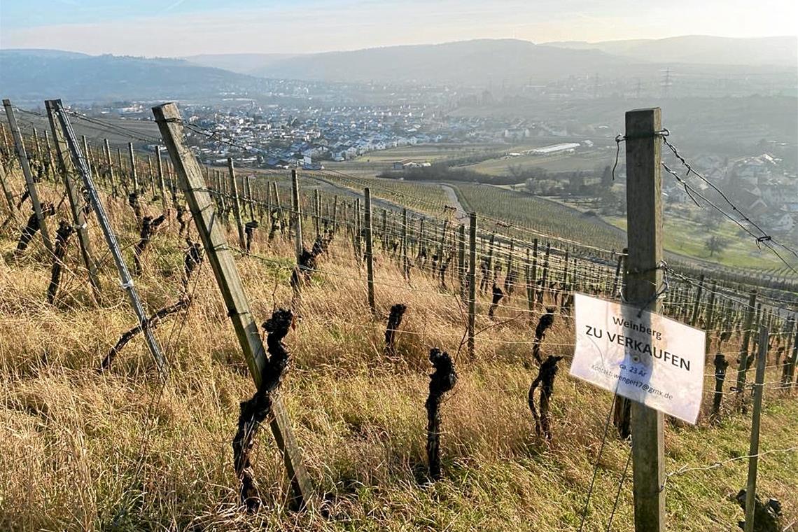 Viele Rebflächen verwildern und beeinträchtigen dadurch auch die benachbarten Rebflächen, etwa durch Pilzkrankheiten. Foto: Landratsamt Rems-Murr-Kreis