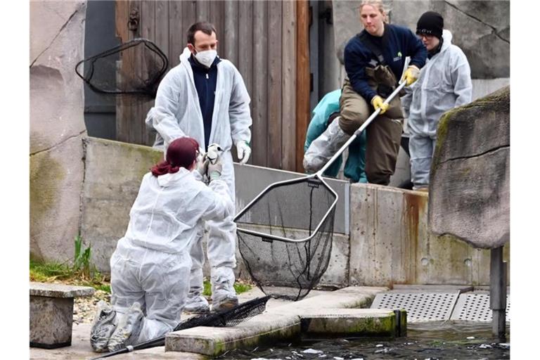 Vogelgrippe-Verdacht im Zoo. Foto: Uli Deck/dpa