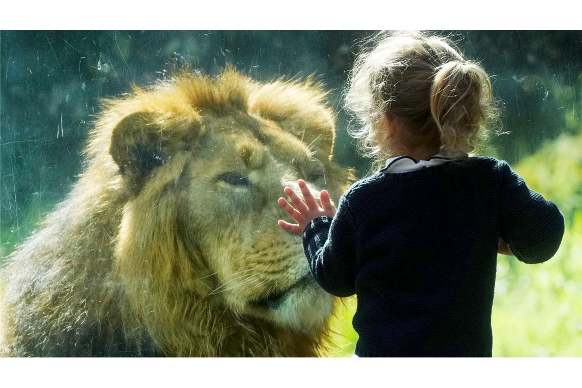 Von Angesicht zu Angesicht: Ein Kind und ein asiatischer Löwe schauen sich durch eine Scheibe im Zoo in Rom an.