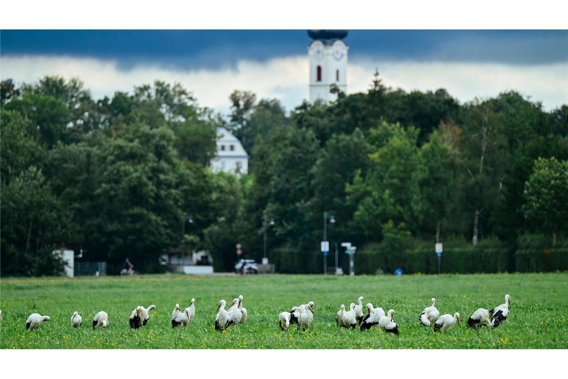 Vor dem Abflug gen Süden? Jungstörche vor der Kirche Mariä Himmelfahrt