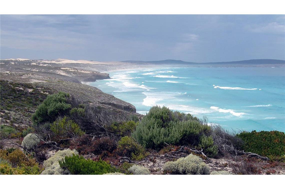 Vor der Küste von South Australia gibt es Weiße Haie. (Archivbild)