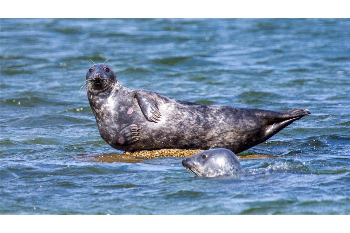 Vor der Ostküste Rügens wurden ungewöhnlich viele tote Kegelrobben entdeckt. Die Todesursache wird untersucht.