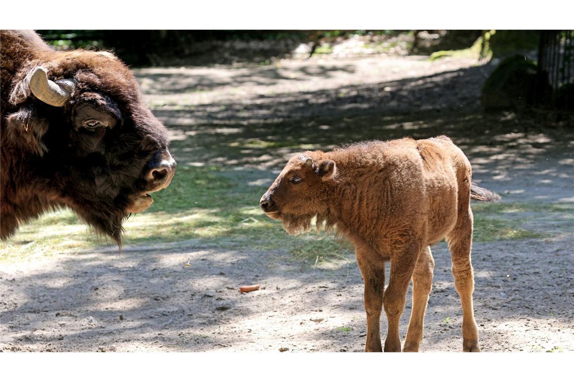 Vor knapp zwei Monaten wurde er geboren, nun wurde das Geheimnis um den Namen des kleinen Wisent-Bullen gelüftet: Jungtier Waito (r) im Gehege des Rostocker Zoos.